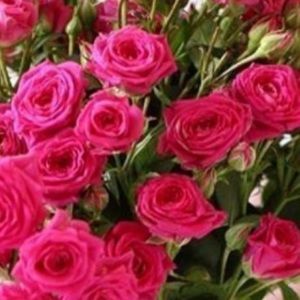 Meet your Posher, Bothayna